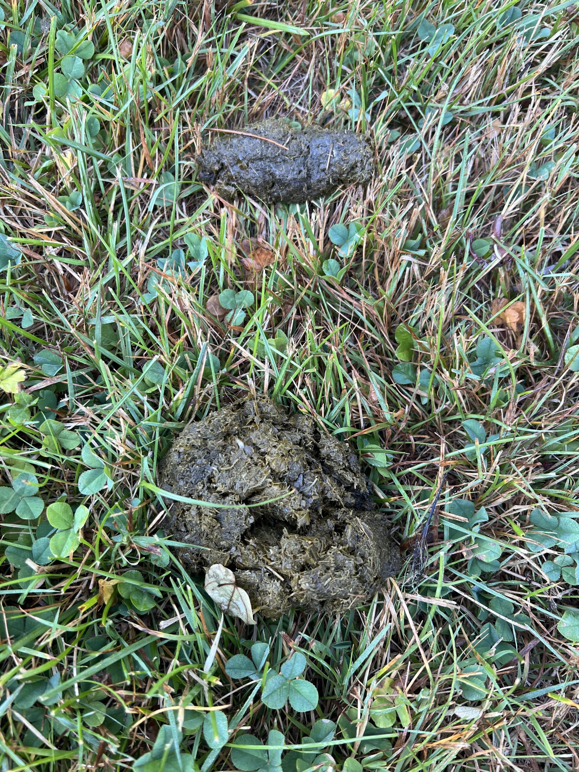 groundhog poop 1758807047 scaled
