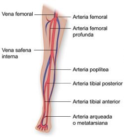 pierna 1758807196