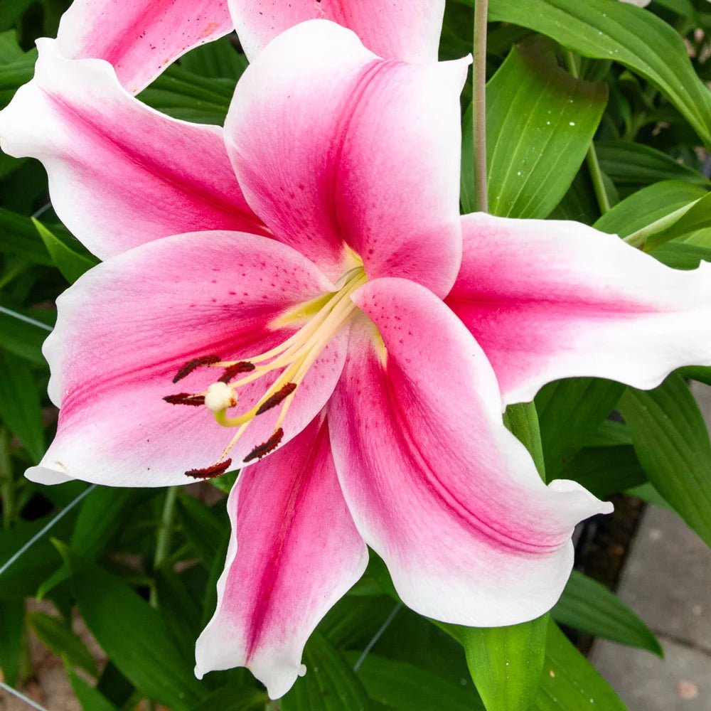 The Enchanting Beauty Of Pink Lilies
