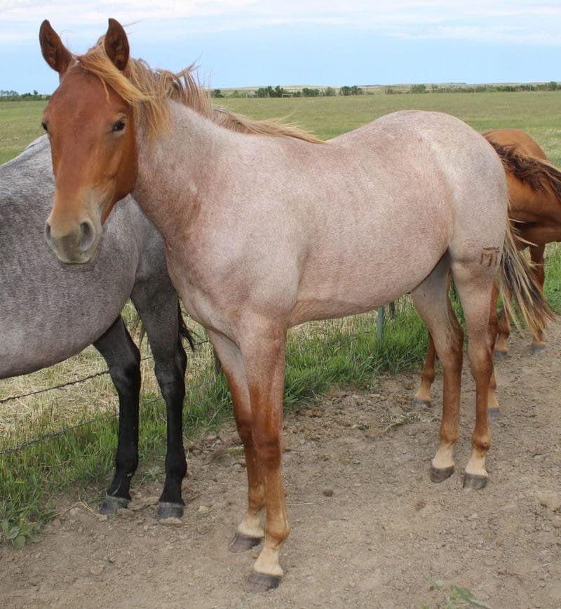 red roan 1758809408